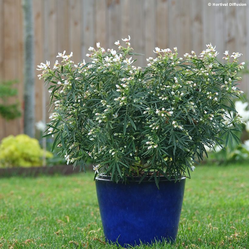 Choisya Little Bee - Oranger du Mexique (Plant habit)