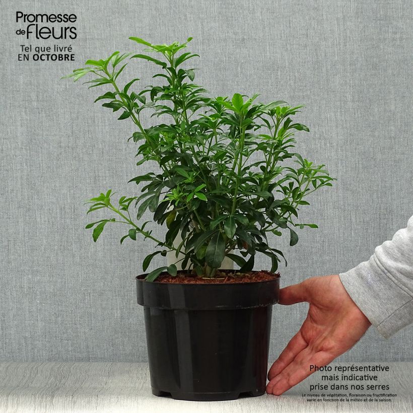 Example of Choisya ternata - Oranger du Mexique Pot de 2L/3L as you get in automne