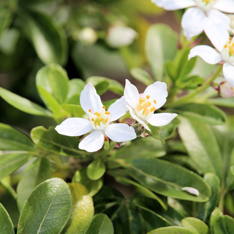 Choisya ternata - Oranger du Mexique (Flowering)