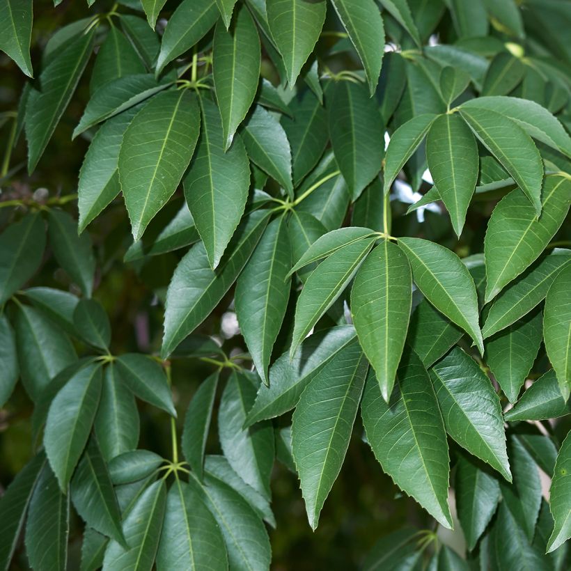 Chorisia ou Ceiba speciosa - Faux Kapokier, Arbre bouteille (Foliage)