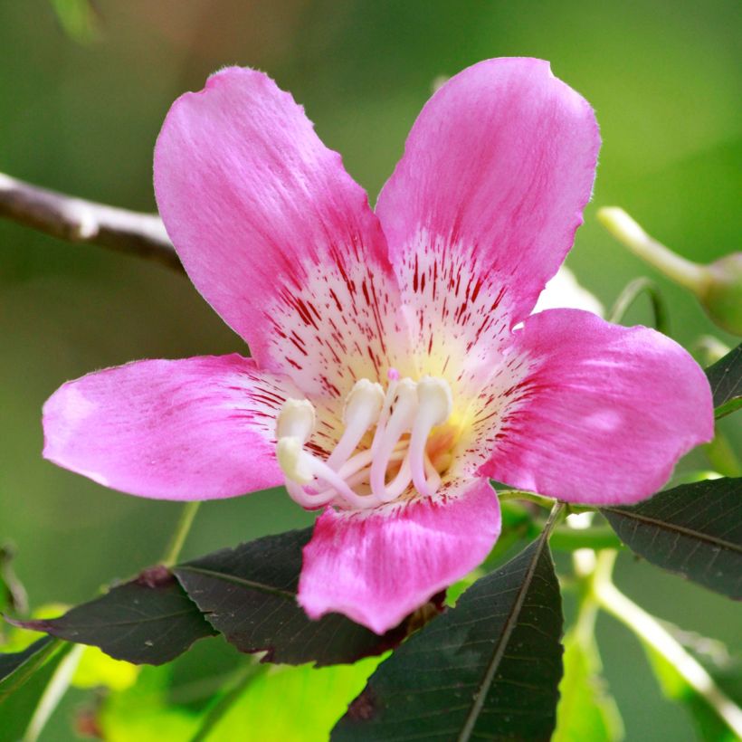 Chorisia ou Ceiba speciosa - Faux Kapokier, Arbre bouteille (Flowering)