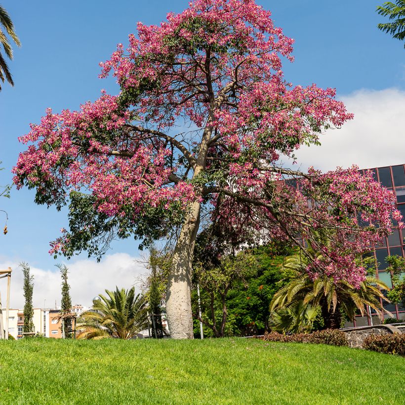 Chorisia ou Ceiba speciosa - Faux Kapokier, Arbre bouteille (Plant habit)