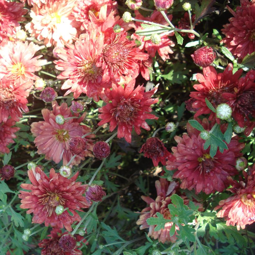 Chrysanthème rubellum Duchess of Edinburgh - Marguerite d'automne (Flowering)