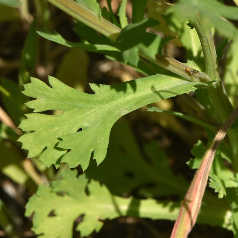 Chrysanthème des Moissons Bio - Ferme de Sainte Marthe (Foliage)
