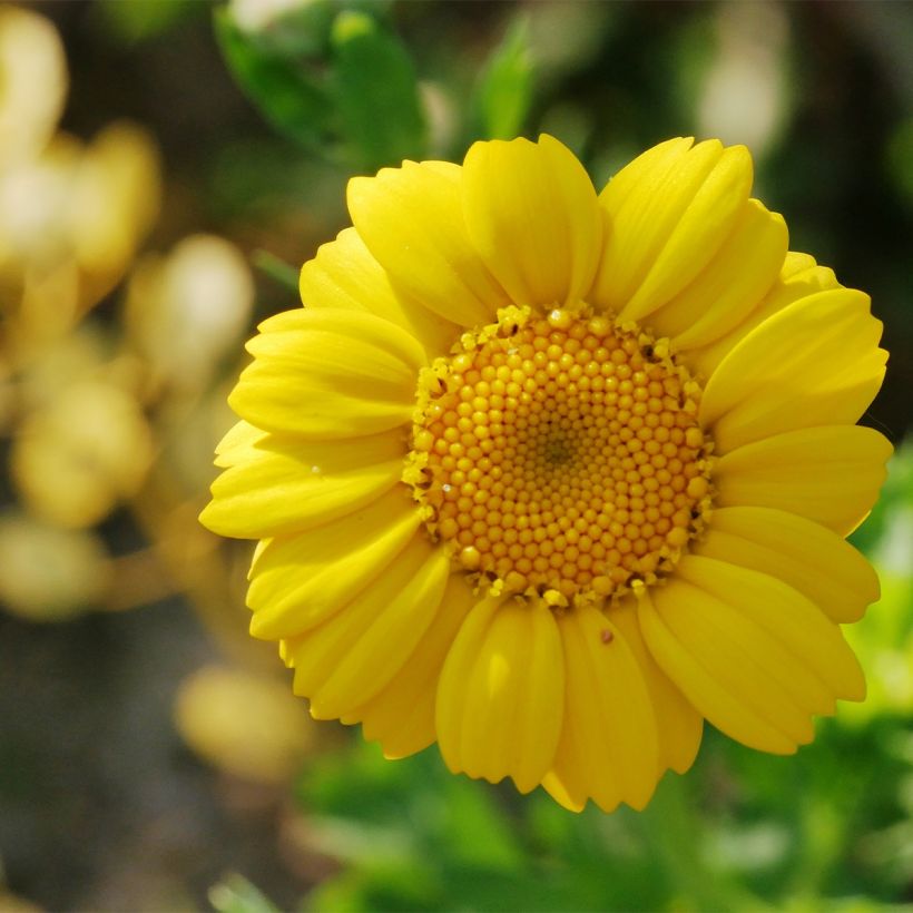 Chrysanthème des Moissons Bio - Ferme de Sainte Marthe (Flowering)