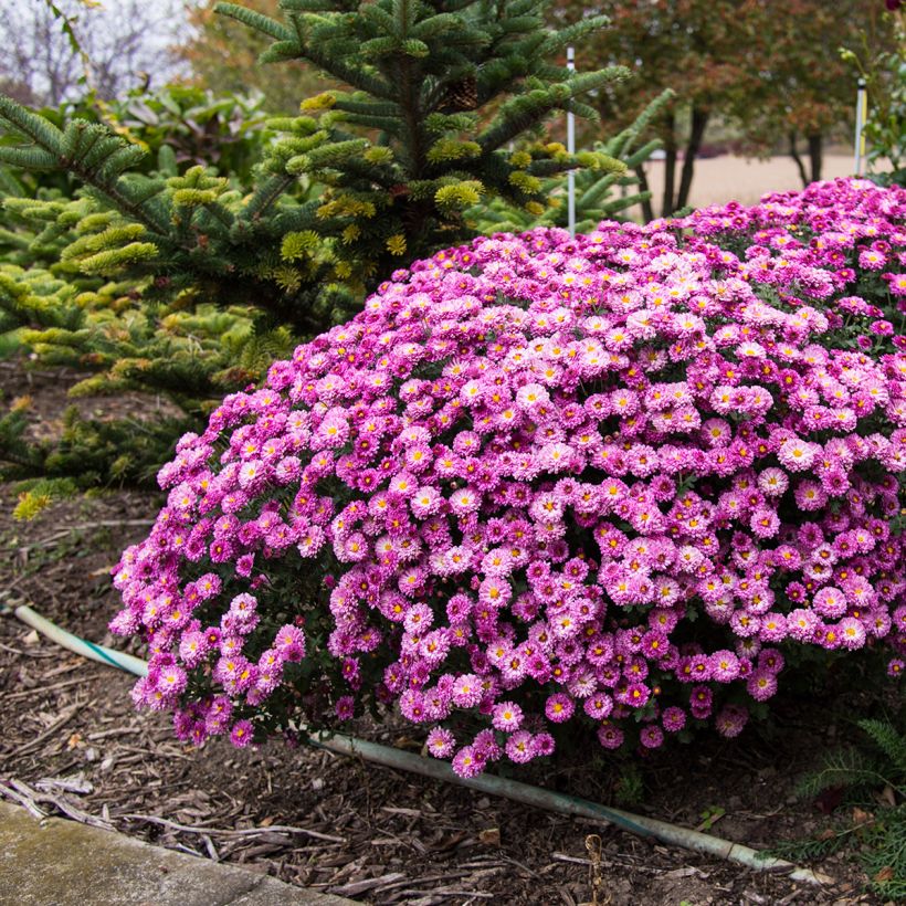 Chrysanthème des jardins Mei Kyo - Chrysanthemum indicum (Plant habit)