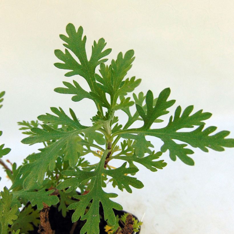 Chrysanthème rubellum Clara Curtis - Marguerite d'automne (Foliage)