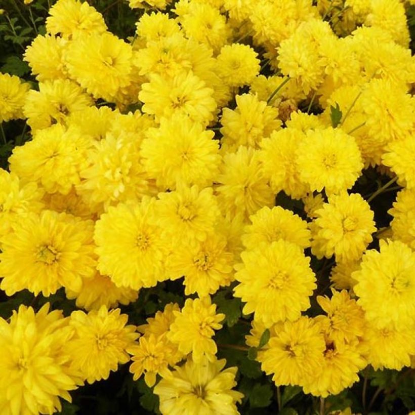 Chrysanthème des jardins Citronella - Chrysanthemum indicum (Flowering)