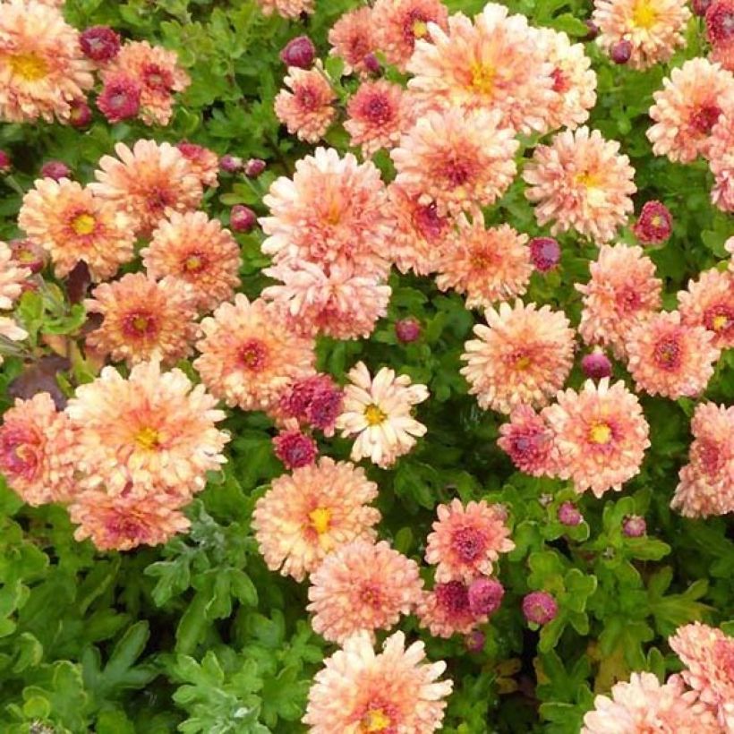 Chrysanthème des jardins Herbstbrokat - Chrysanthemum (x) indicum (Foliage)