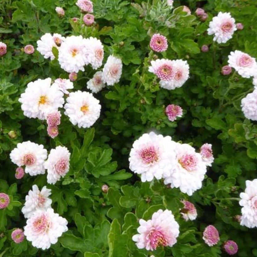 Chrysanthème des jardins Julia - Chrysanthemum (x) indicum (Flowering)