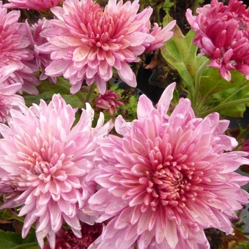 Chrysanthème des jardins Orchid Helen - Chrysanthemum (x) indicum (Flowering)