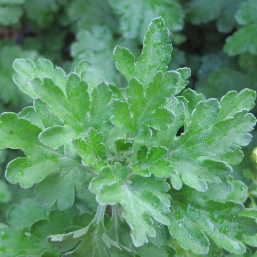 Chrysanthème indicum Poésie - Marguerite d'automne (Foliage)