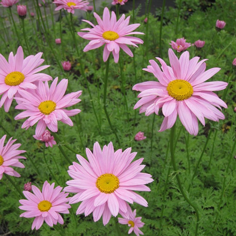 Chrysanthème rubellum Clara Curtis - Marguerite d'automne (Flowering)