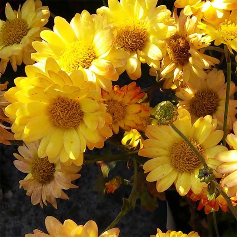 Chrysanthème rubellum Dernier Soleil - Marguerite d'automne. (Flowering)