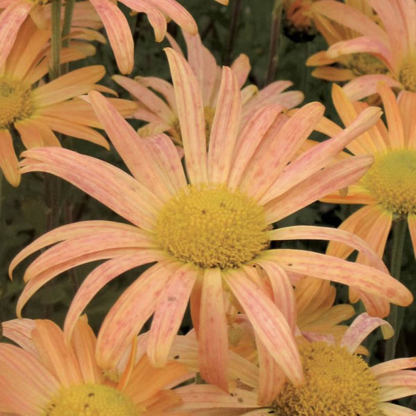 Chrysanthème rubellum Mary Stoker - Marguerite d'automne (Flowering)