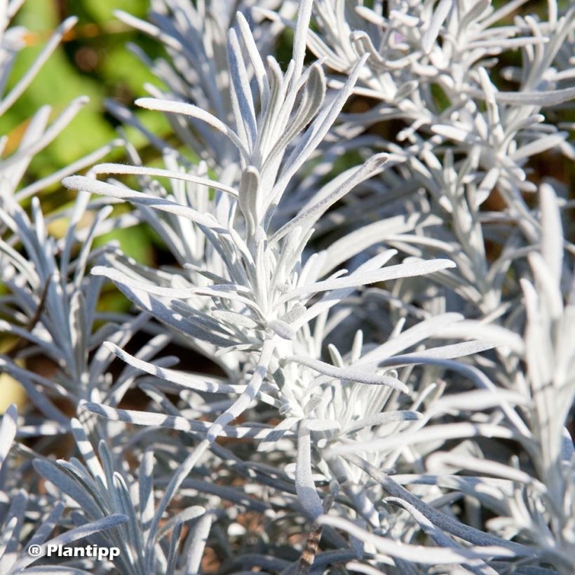 Chrysocephalum apiculatum Korma - Immortelle  (Foliage)