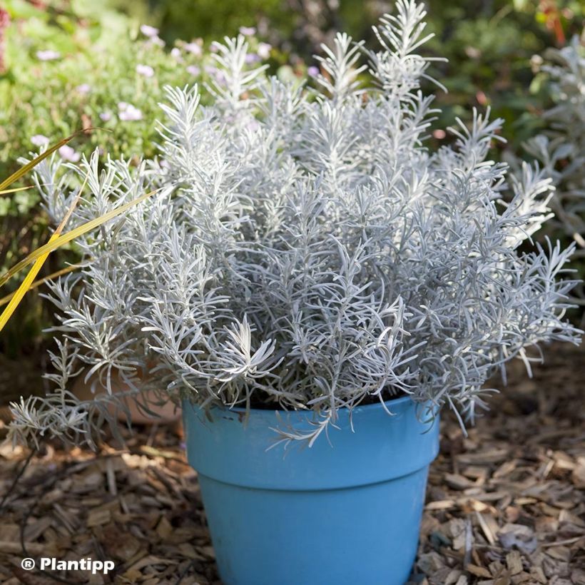 Chrysocephalum apiculatum Korma - Immortelle  (Plant habit)