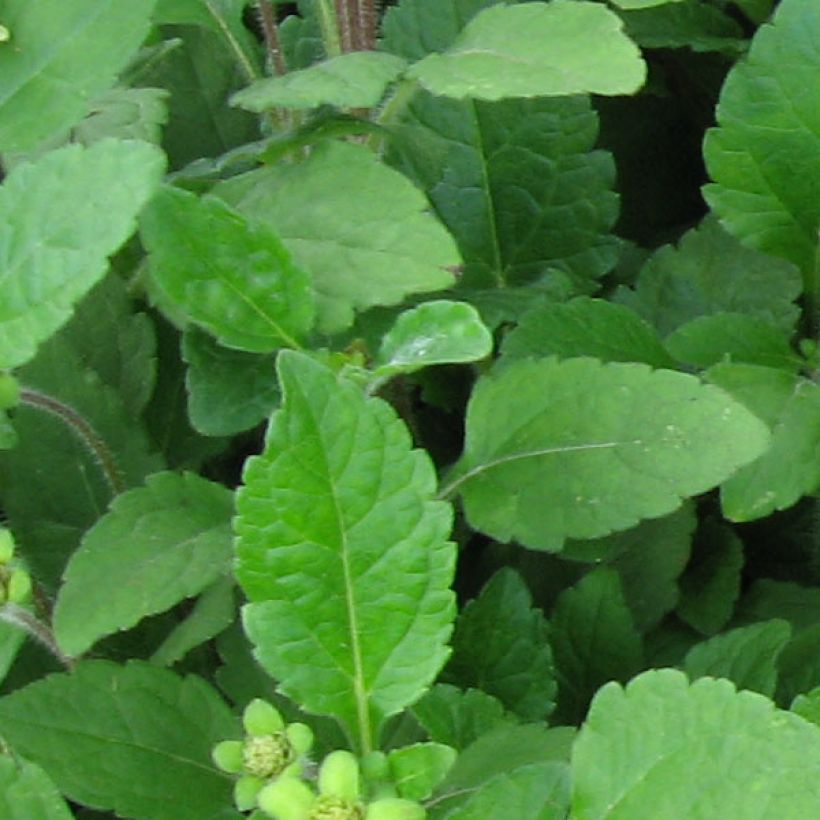Chrysogonum virginianum - Genou doré (Foliage)