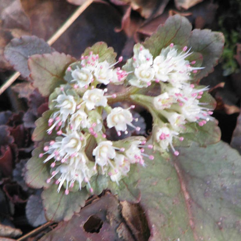 Chrysosplenium macrophyllum, Dorine (Flowering)