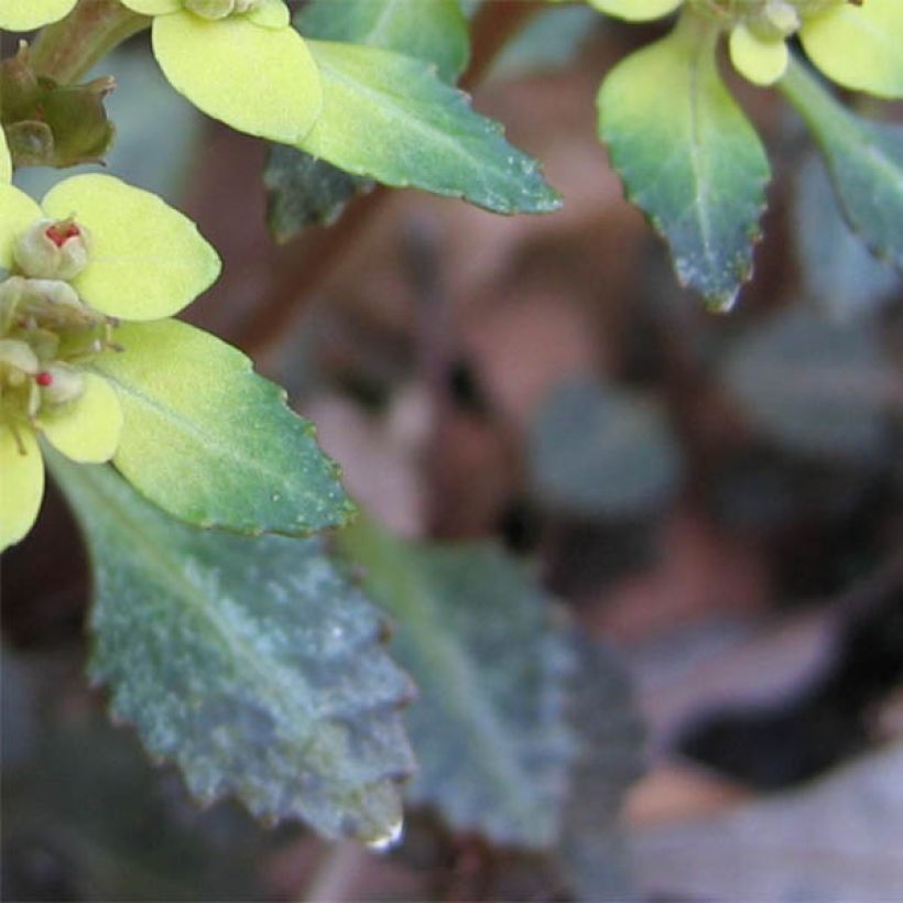 Chrysosplenium macrostemon v. shiobarense, Dorine (Foliage)