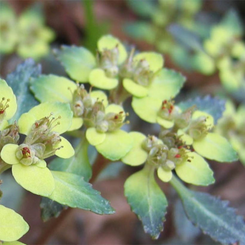 Chrysosplenium macrostemon v. shiobarense, Dorine (Flowering)