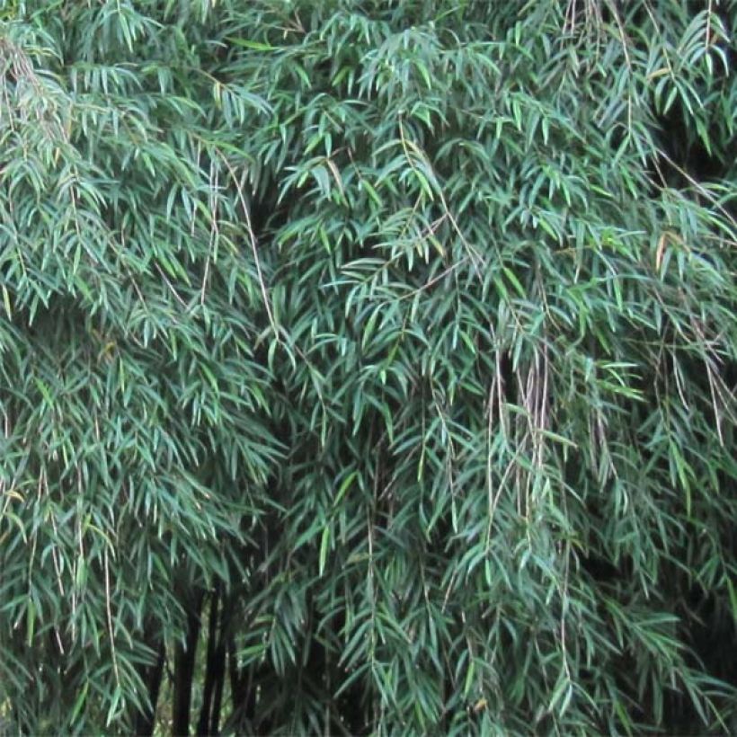 Chusquea couleou - Bambou des Incas (Foliage)