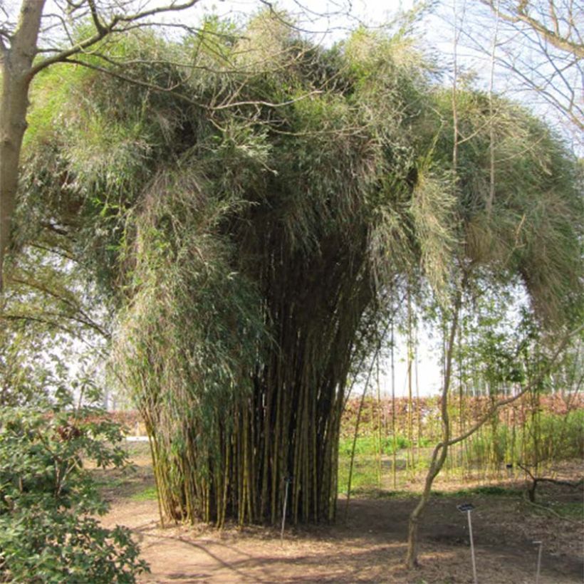 Chusquea couleou - Bambou des Incas (Plant habit)