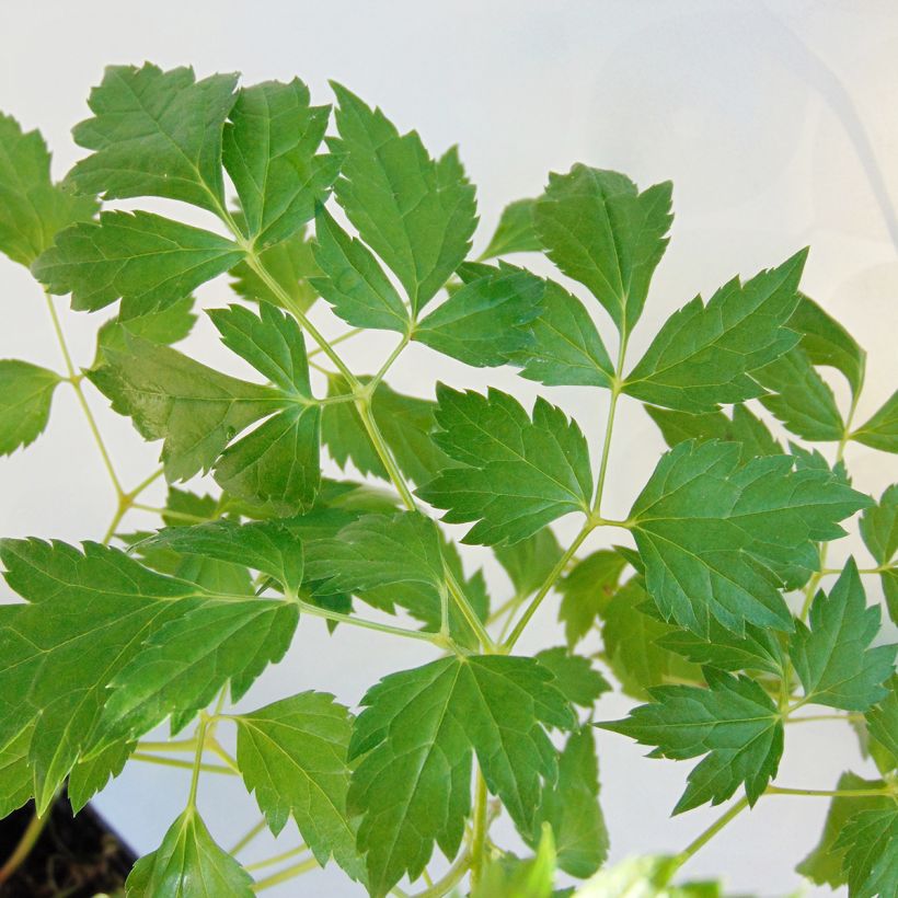 Cierge d'argent, Cimicifuga, Actaea matsumurae White Pearl (Foliage)