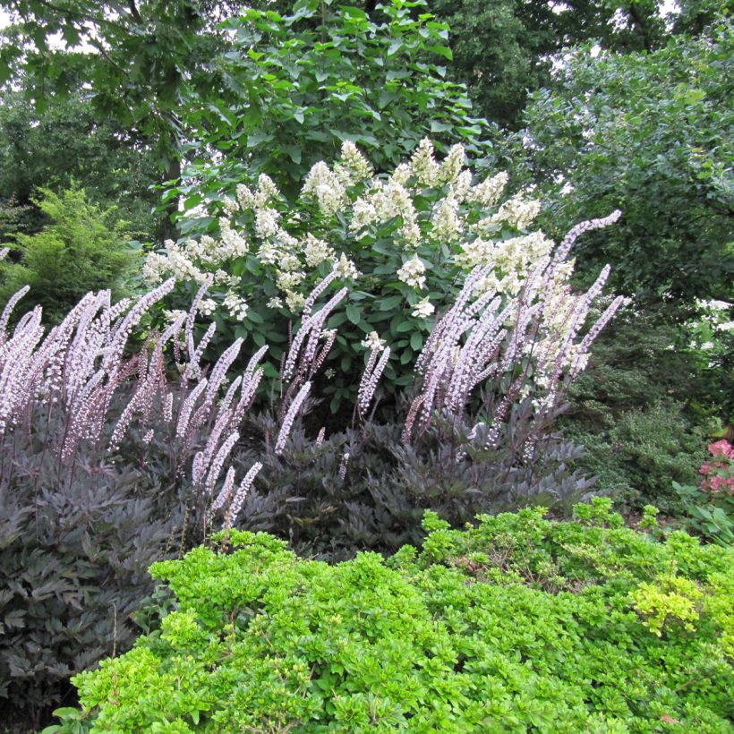 Cierge d'argent, Cimicifuga, Actaea simplex Brunette (Plant habit)