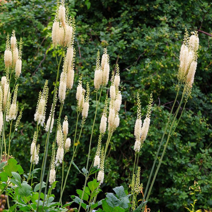 Cierge d'argent - Cimicifuga (Actaea) arizonica (Plant habit)