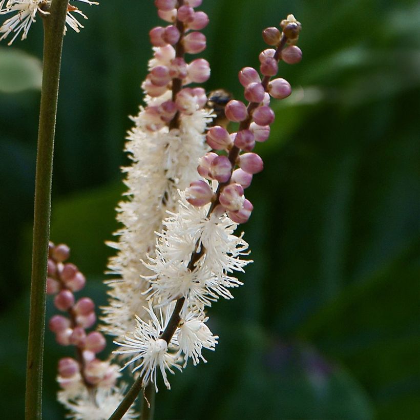 Cierge d'argent - Cimicifuga japonica (Flowering)