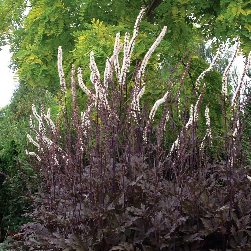 Cierge d'argent, Cimicifuga Black Negligee (Plant habit)