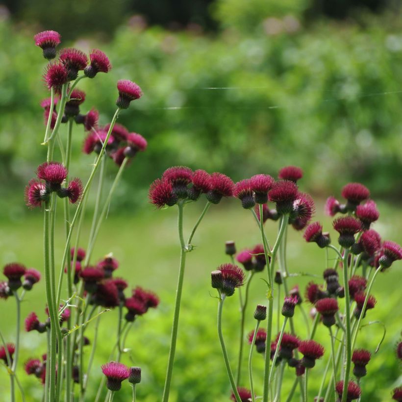 Cirsium rivulare Atropurpureum - Cirse des rives (Plant habit)