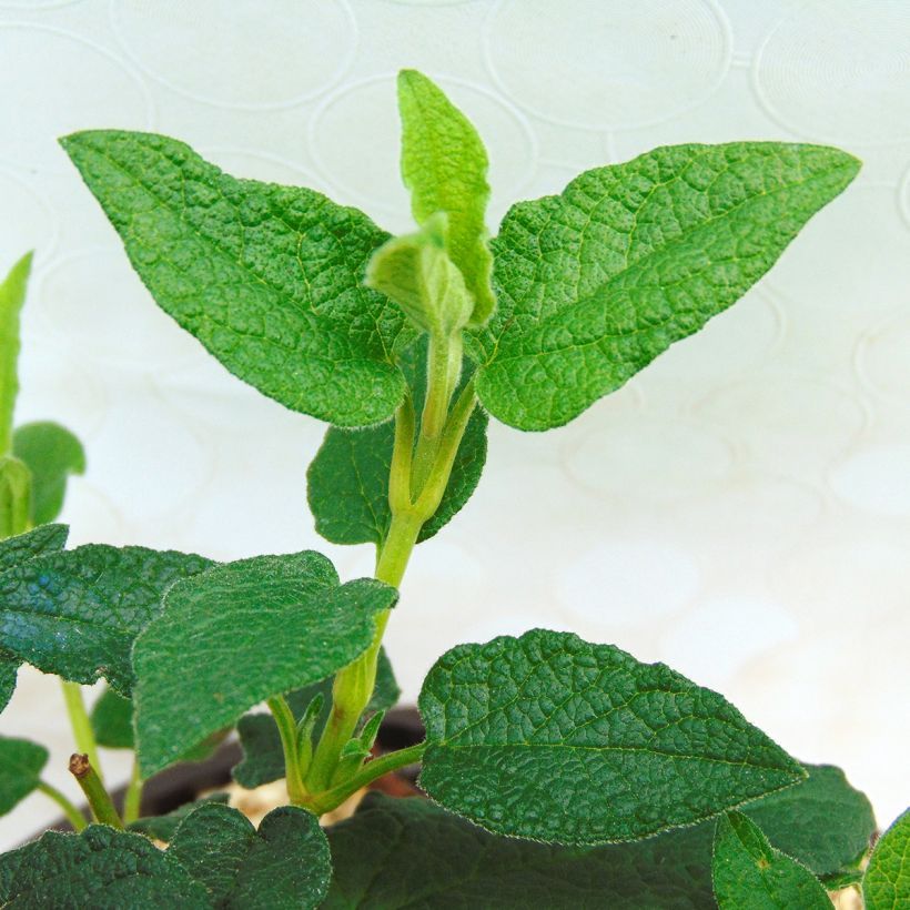 Cistus corbariensis - Ciste des Corbières (Foliage)