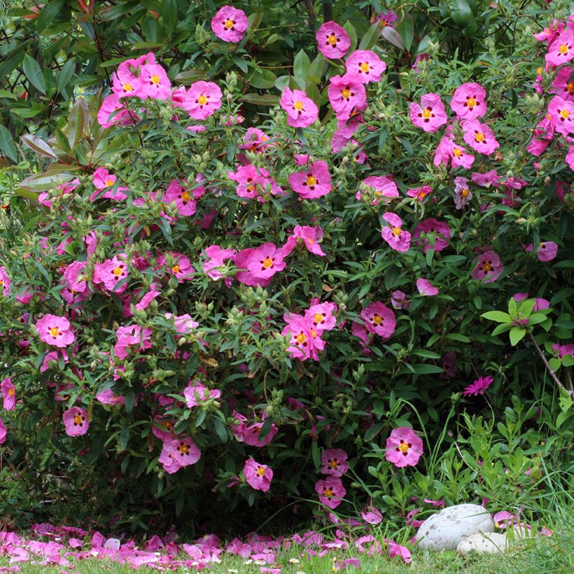 Cistus purpureus - Ciste pourpre (Plant habit)