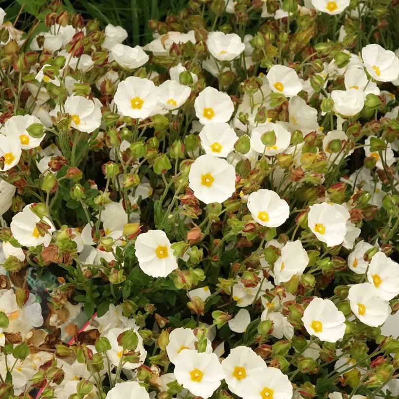 Cistus salviifolius - Ciste à feuilles de sauge (Flowering)