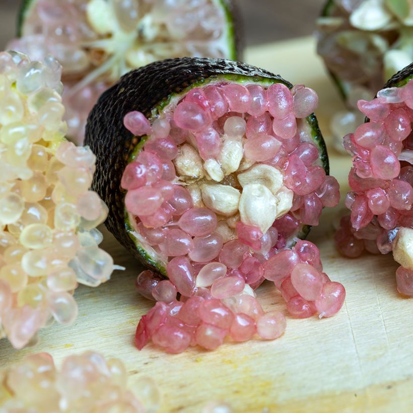 Citron Caviar Rose - Microcitrus australasica Rose (Harvest)