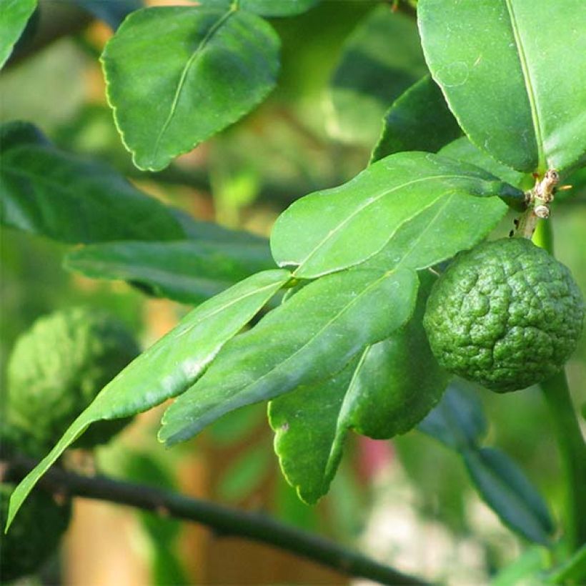 Combawa - Citrus hystrix (Foliage)