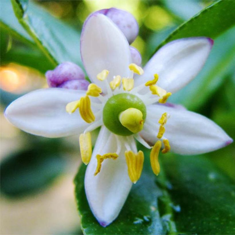 Combawa - Citrus hystrix (Flowering)