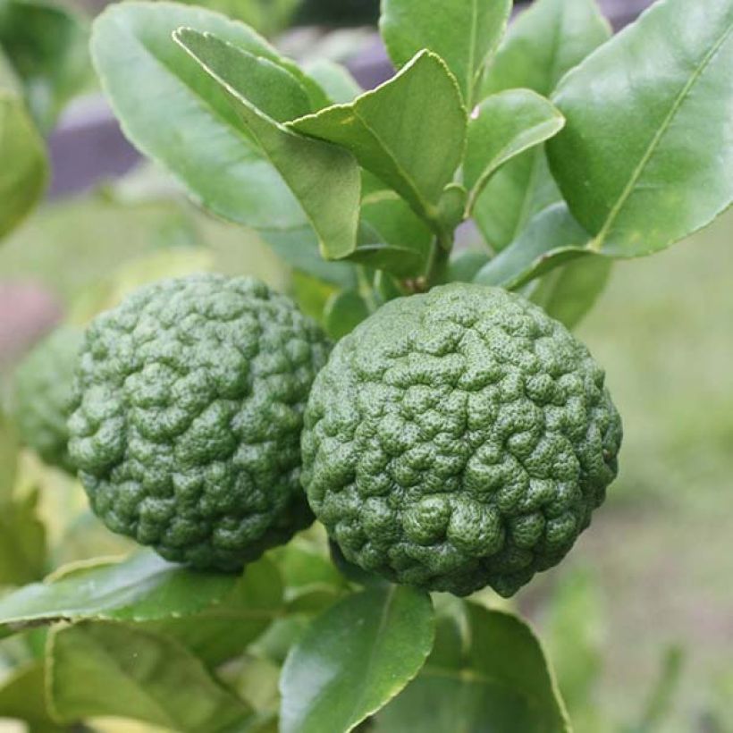 Combawa - Citrus hystrix (Harvest)