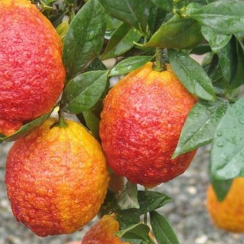 Citrus medica Pigmentata - Cédrat hybride (Harvest)