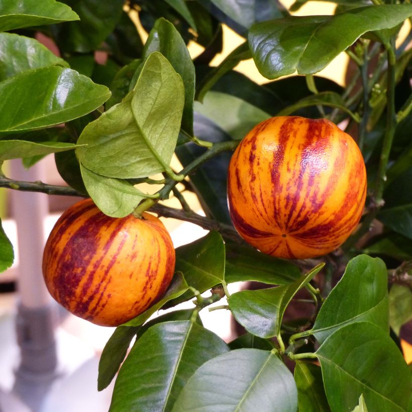 Citrus x Doppio Sanguigno - Hybride de citron Meyer et d'orange sanguine. (Harvest)