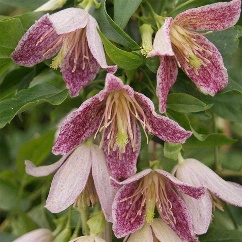 Clématite - Clematis cirrhosa Advent Bells (Flowering)