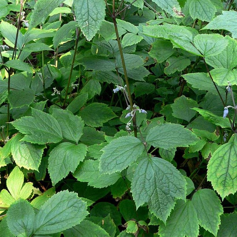 Clématite herbacée - Clematis heracleifolia (Foliage)