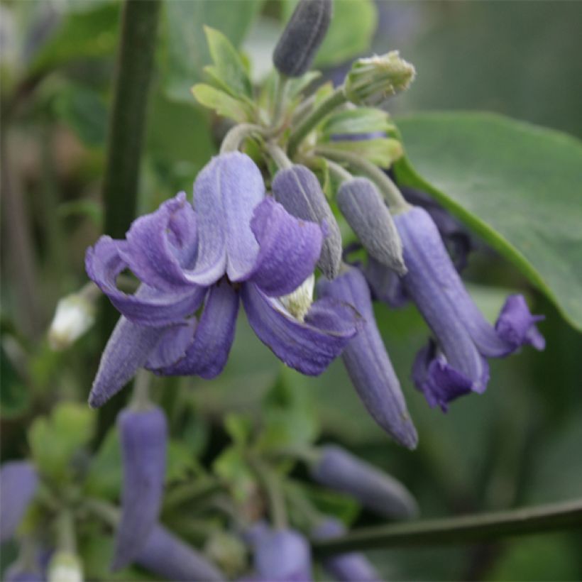 Clématite herbacée - Clematis heracleifolia (Flowering)
