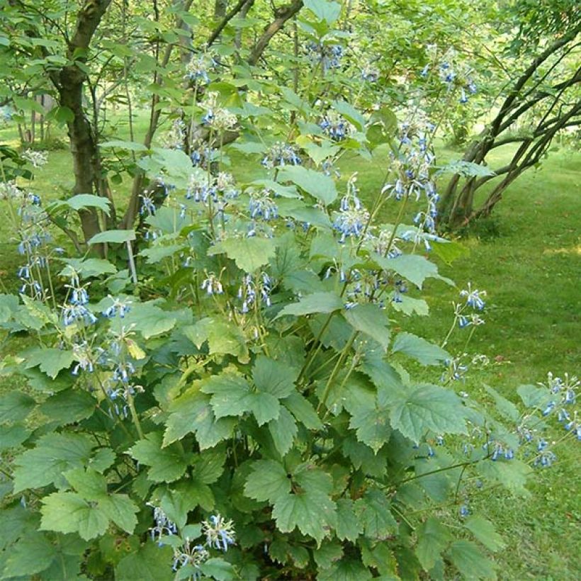 Clématite herbacée - Clematis heracleifolia (Plant habit)