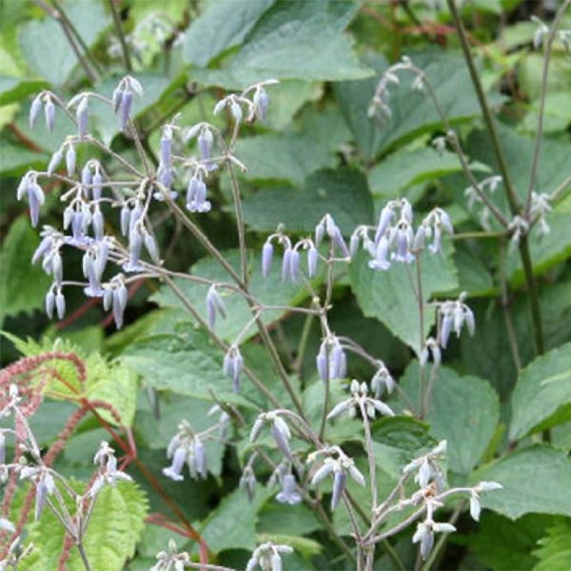 Clématite - Clematis stans (Flowering)