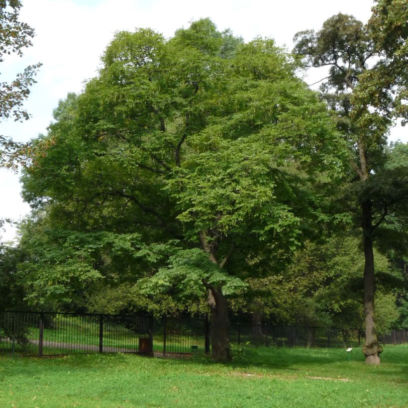 Cladrastis kentukea - Virgilier à bois jaune (Plant habit)