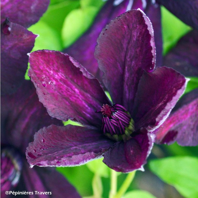 Clématite viticella Dark Eyes (Flowering)