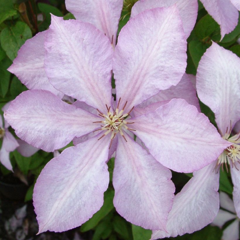 Clématite - Clematis Margaret Hunt (Flowering)